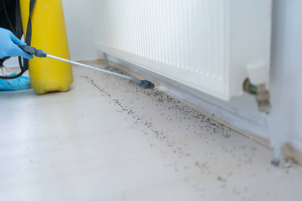 Best Pest Removal Services  in Meron Park, CA